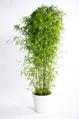 Bamboe h250